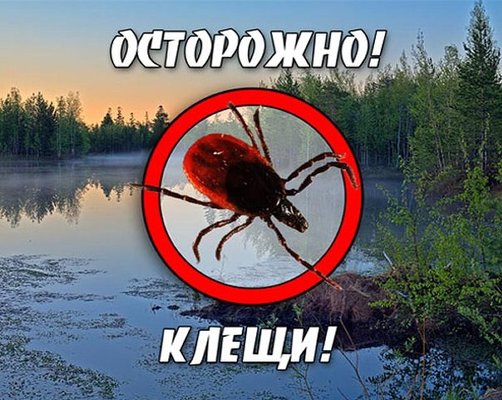Осторожно клещ!